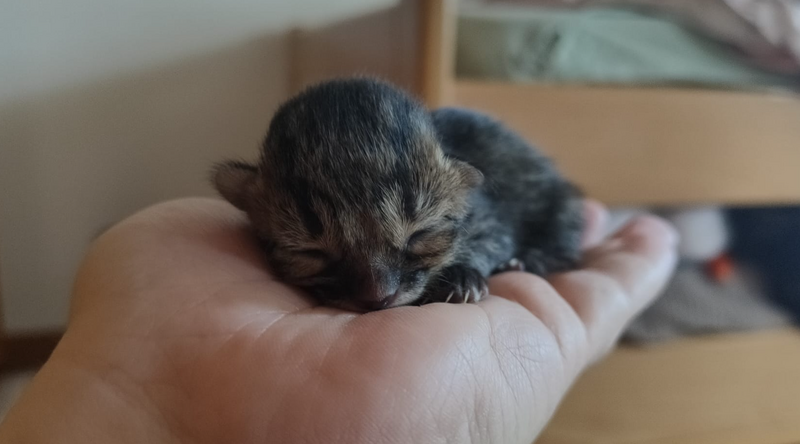 File:Screenshot 20250521 185751.png