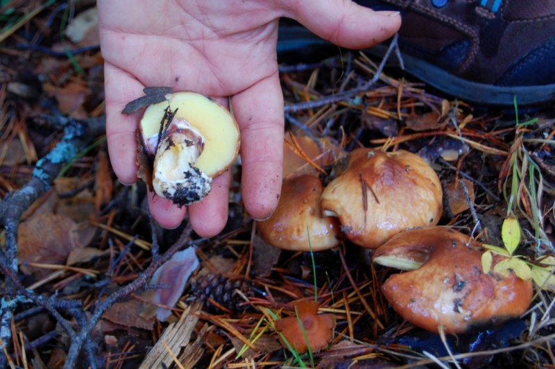File:AbedularCenica-27Oct2013-12.jpg