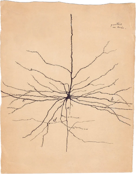 File:Neuron-ramon-y-cajal.png