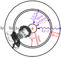 Thumbnail for version as of 23:03, 26 October 2026